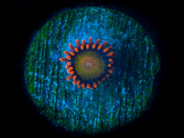 Mandarine Orange